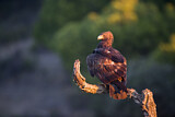 Image. Steinadler