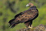 Image. Steinadler