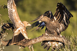 Image. Steinadler