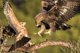 Image. Steinadler