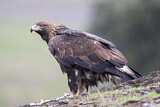 Image. Steinadler