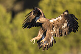 Image. Steinadler