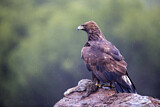 Image. Steinadler