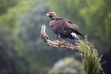 Image. Steinadler