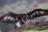 Image. Steinadler