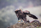 Image. Steinadler