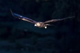 Image. Steinadler