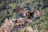 Image. Steinadler