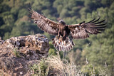 Image. Steinadler