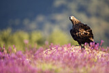 Image. Steinadler