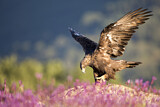 Image. Steinadler