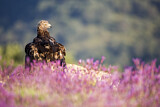 Image. Steinadler