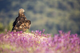 Image. Steinadler