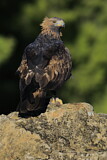 Image. Steinadler