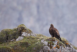 Image. Steinadler