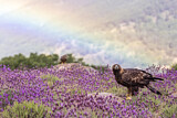 Image. Steinadler