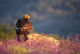Image. Steinadler