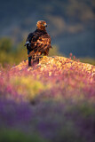 Image. Steinadler
