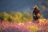 Image. Steinadler