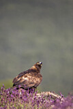 Image. Steinadler