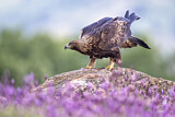 Image. Steinadler