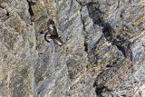 Image. Steinadler