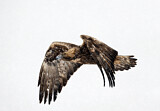 Image. Steinadler