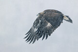Image. Steinadler