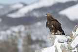 Image. Steinadler