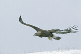 Image. Steinadler