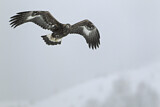 Image. Steinadler