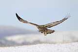 Image. Steinadler