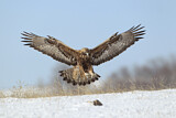Image. Steinadler