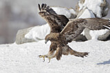 Image. Steinadler