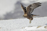 Image. Steinadler
