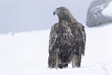 Image. Steinadler