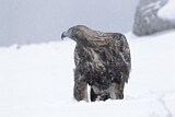 Image. Steinadler