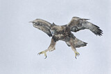 Image. Steinadler