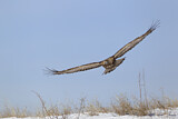 Image. Steinadler
