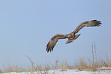 Image. Steinadler