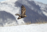 Image. Steinadler