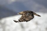 Image. Steinadler