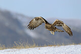 Image. Steinadler