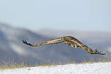 Image. Steinadler