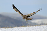 Image. Steinadler