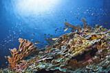 Image. Steinkorallen im Korallenriff
