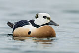Image. Steller's Eider