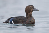 Image. Steller's Eider
