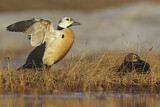 Image. Steller's Eider