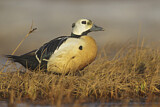 Image. Steller's Eider